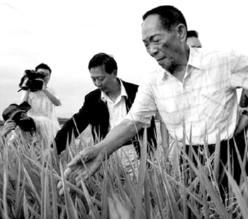 袁隆平在示范基地查看超级杂交水稻的长势