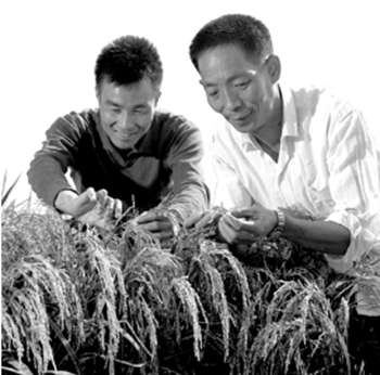 袁隆平和李必湖在观察杂交水稻生长情况